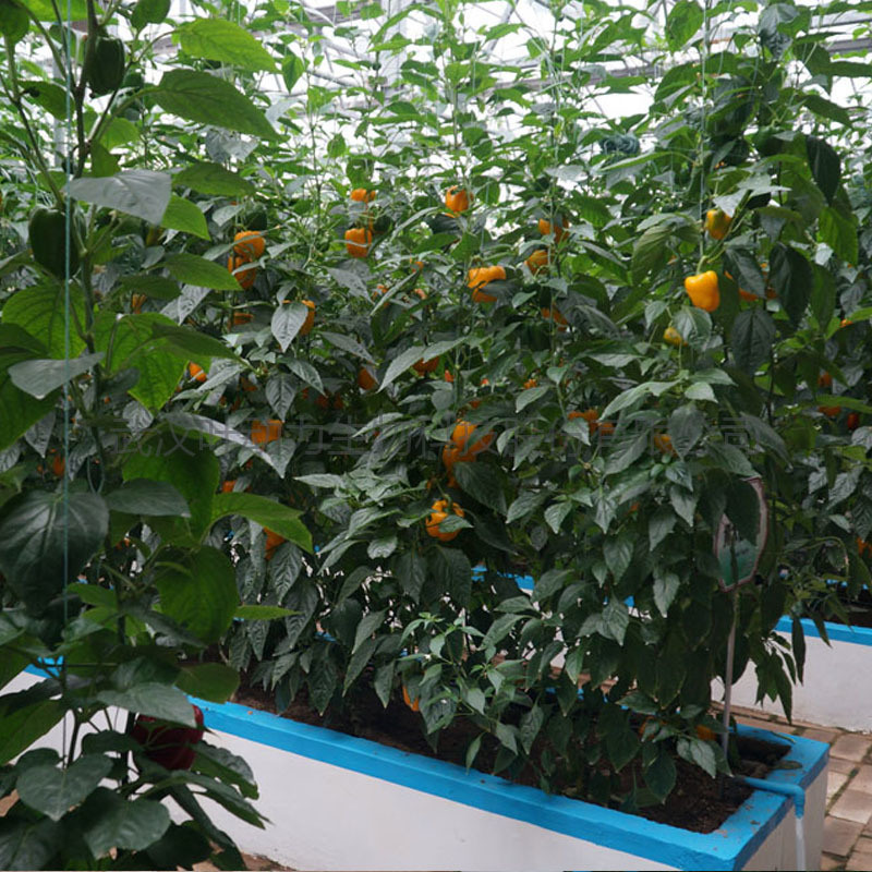城市現(xiàn)代農(nóng)業(yè) 連棟基質培薄膜溫室 蔬菜大棚