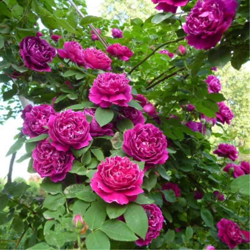 薔薇花樹(shù)大花濃香四季開(kāi)花多花盆栽地栽庭院陽(yáng)臺(tái)爬藤攀援玫瑰月季