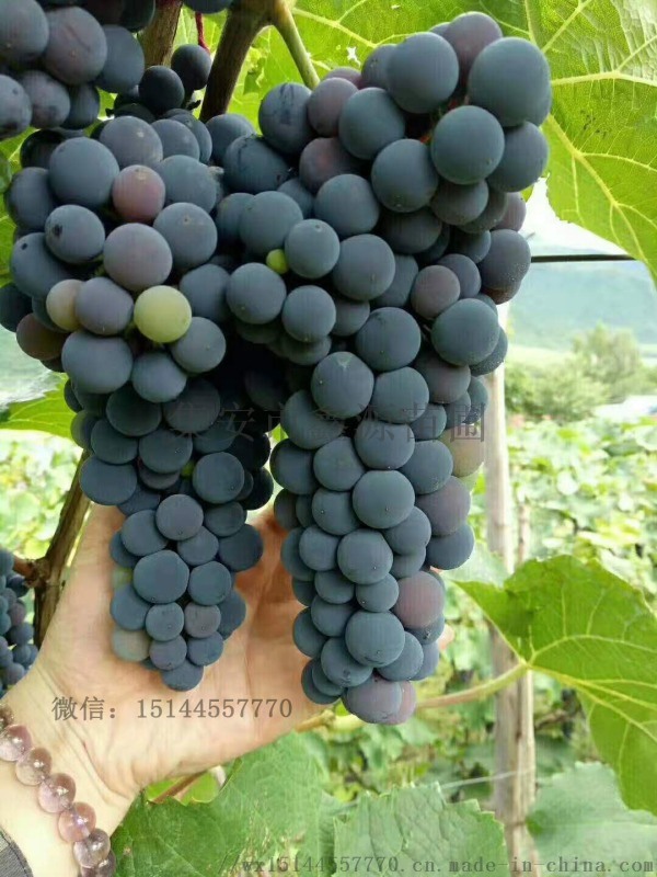 28號(hào)葡萄苗 公釀1號(hào)葡萄苗 公釀一號(hào)葡萄苗