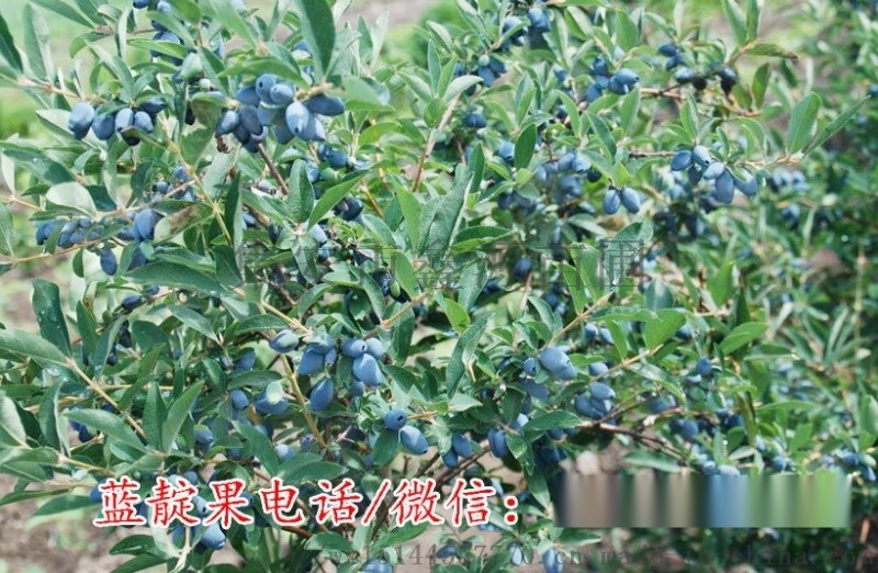 藍(lán)靛果苗 藍(lán)豐藍(lán)靛果苗 藍(lán)靛果忍冬苗 耐寒零下50度