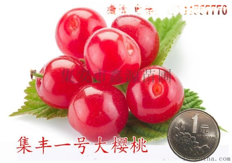 抗寒耐寒大櫻桃苗 集豐一號(hào)大櫻桃苗 耐寒零下48度